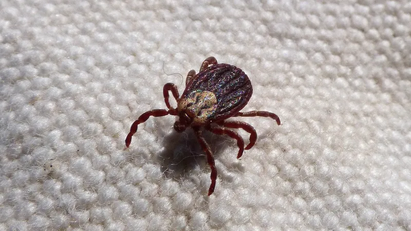 Сотни случаев укусов клещей в Алматы: чем можно заразиться и как себя обезопасить