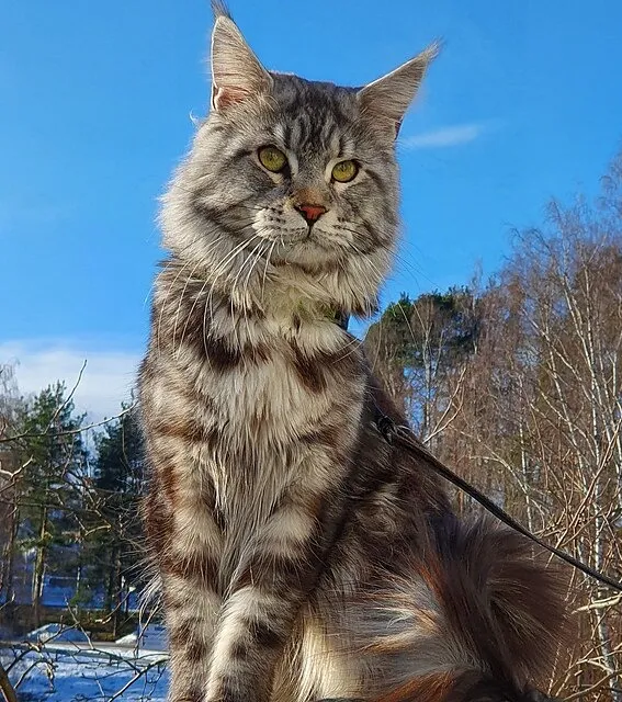 мейн-кун, фото - Новости Zakon.kz от 14.04.2026 13:19