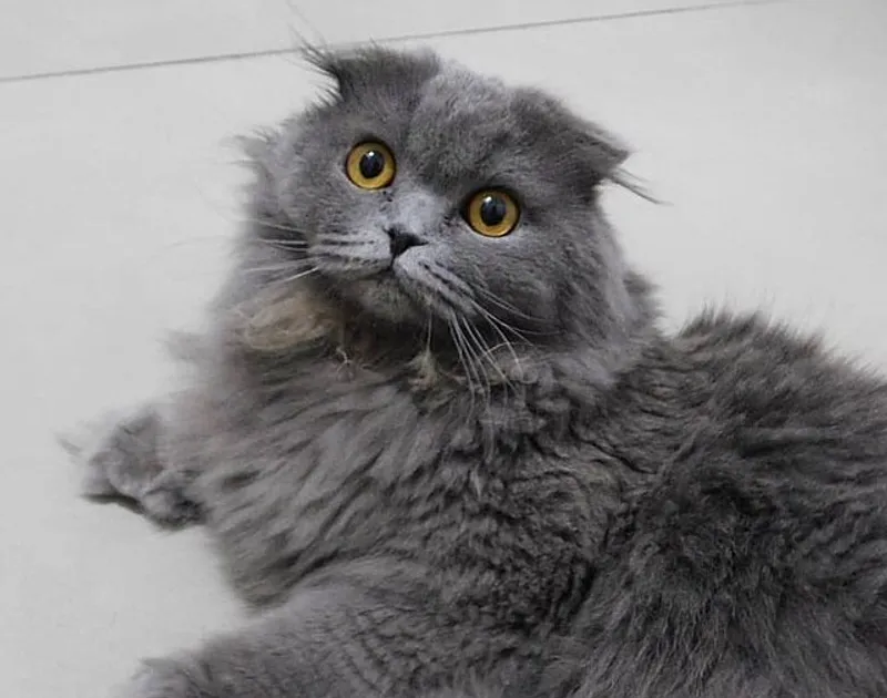 шотландская вислоухая кошка, фото - Новости Zakon.kz от 14.04.2026 13:19