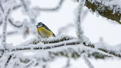 птица, ветка, снег, фото - Новости Zakon.kz от 14.04.2026 15:22