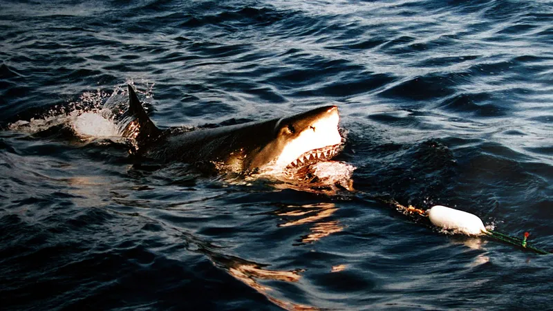 В одной точке мира таинственно пропали все большие белые акулы
