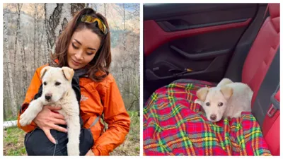 Жайлау на высоте 2 200 м: алматинка спасла щенка высоко в горах и ищет ему хозяев, фото - Новости Zakon.kz от 14.04.2026 10:56