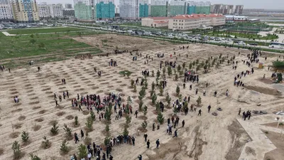 высадка деревьев в Туркестане, фото - Новости Zakon.kz от 15.04.2026 11:47