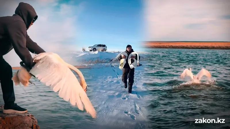 Любовь на крыльях: в День Козы Корпеш и Баян Сулу в Баянауле выпустили на волю спасенных лебедей