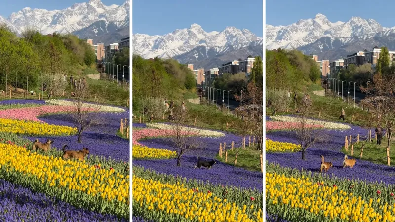 "Документы есть?": гарцующие собаки в цветочных полях Алматы спровоцировали жаркие споры в сети