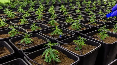 выращивание конопли, фото - Новости Zakon.kz от 15.04.2026 12:38