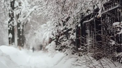 зима, снег, деревья, фото - Новости Zakon.kz от 15.04.2026 11:22