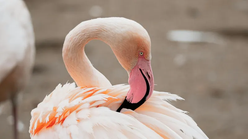 Редкое зрелище в 130 км от Астаны: фламинго вернулись для уникального гнездования