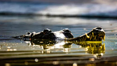 найден крокодиломорф с необычной системой питания, фото - Новости Zakon.kz от 15.04.2026 19:09