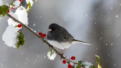 птица, ветка, снегопад, фото - Новости Zakon.kz от 15.04.2026 17:53