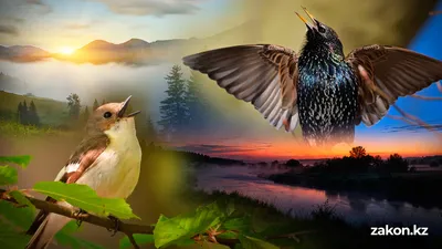 поют в Алматы птицы, фото - Новости Zakon.kz от 16.04.2026 09:10