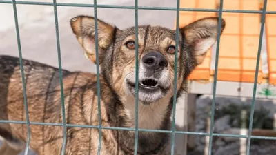 Жители Караганды пожаловались на приют с десятками собак, фото - Новости Zakon.kz от 15.04.2026 23:09