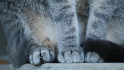 Кошки на букву "Ш": главные отличия популярных пород