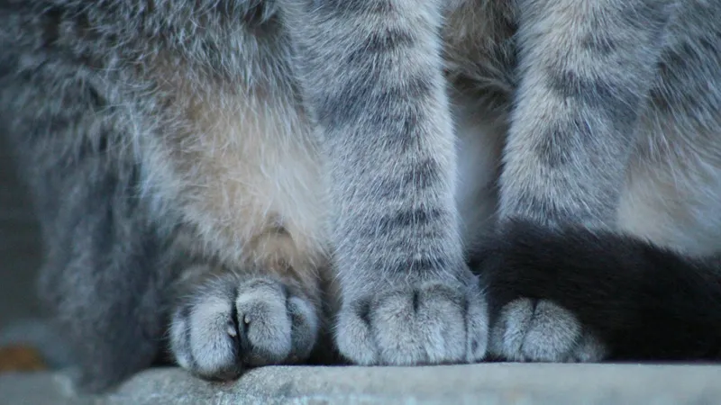 Кошки на букву "Ш": главные отличия популярных пород