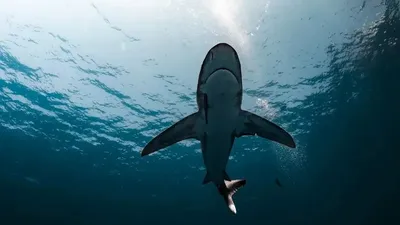 Акула откусила 16-летнему подростку голову, фото - Новости Zakon.kz от 17.04.2026 01:14