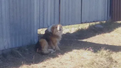 Собака, укусы, Костанай, фото - Новости Zakon.kz от 20.04.2026 11:17