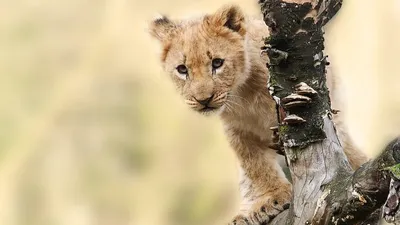 Фотосессия обернулась трагедией: львенок напал на ребенка, фото - Новости Zakon.kz от 18.04.2026 00:14