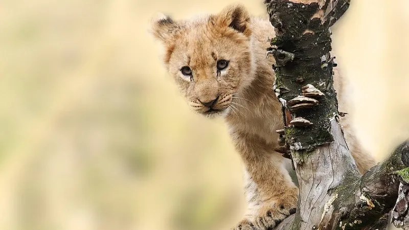 Фотосессия в цирке обернулась трагедией: львенок напал на ребенка в Египте