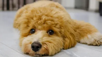 Мальтипу, собака, фото - Новости Zakon.kz от 17.04.2026 11:19