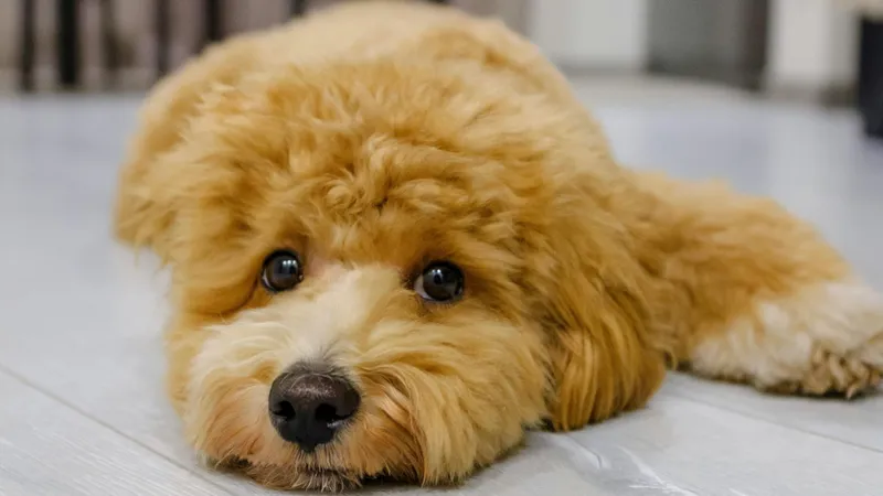 Как плюшевые игрушки: породы собак, которые обманчиво милы