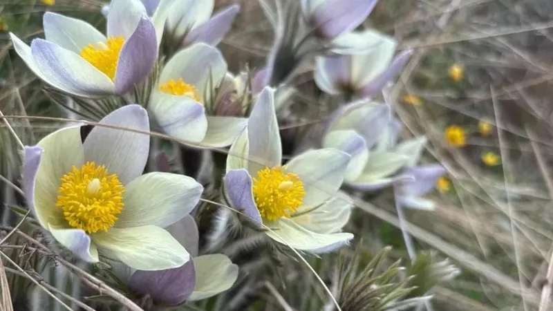 Не трогать: в Бурабае распустились ядовитые растения из Красной книги