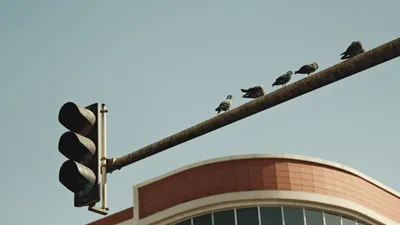 светофор, фото - Новости Zakon.kz от 18.04.2026 09:08