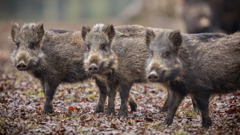 Радиоактивные кабаны остаются проблемой в Германии спустя 40 лет