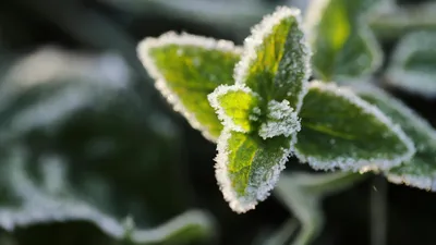 листья, иней, фото - Новости Zakon.kz от 18.04.2026 14:40