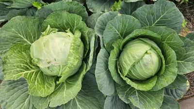 Белокочанная капуста, овощ, фото - Новости Zakon.kz от 18.04.2026 12:47