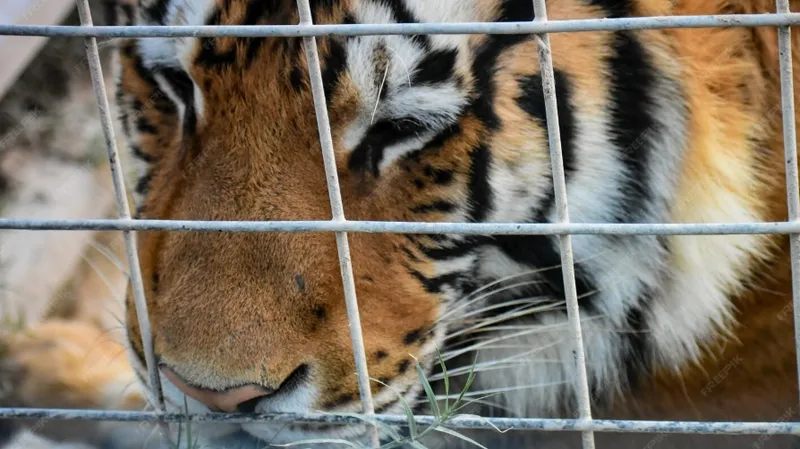 Тигрица вырвалась в зал во время шоу в России