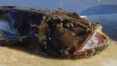 Рыба "удильщик", фото - Новости Zakon.kz от 20.04.2026 03:59