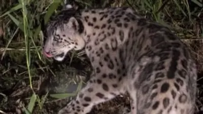 ирбис, фото - Новости Zakon.kz от 19.04.2026 11:42