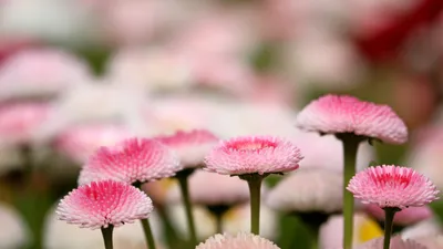 цветы, фото - Новости Zakon.kz от 19.04.2026 09:21