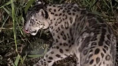 Ирбис в области Жетысу, фото - Новости Zakon.kz от 19.04.2026 11:42