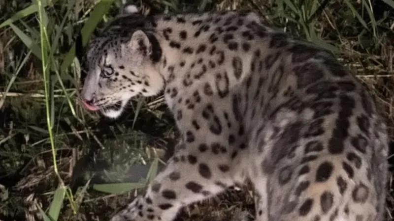 Редкого снежного барса засняли на камеру в области Жетысу