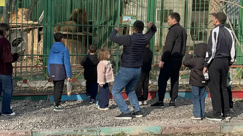 В Семее мужчины забросали львов камнями в биоцентре