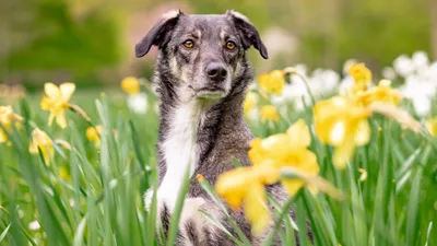 Опасность под лапами: как защитить собаку от клещей
