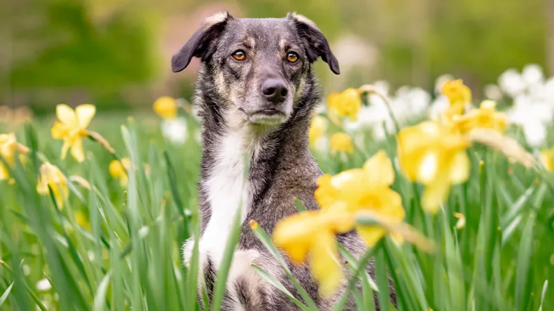 Опасность под лапами: как защитить собаку от клещей