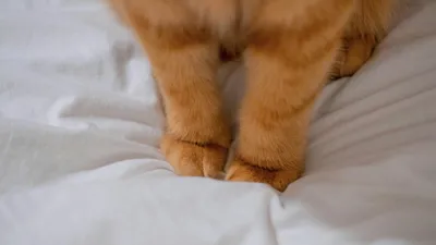 лапки, кот, фото - Новости Zakon.kz от 20.04.2026 09:39