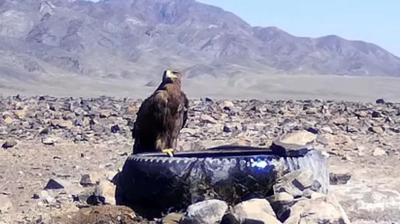 Такое увидишь не каждый день: краснокнижный орел принял "ванну" у водопоя в уникальном заповеднике Казахстана