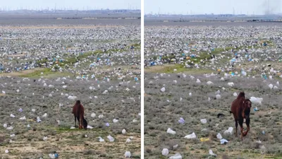 верблюд в степи, фото - Новости Zakon.kz от 21.04.2026 16:07