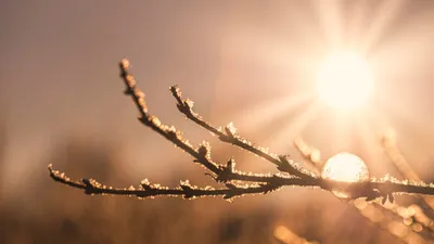 ветка, солнце, фото - Новости Zakon.kz от 21.04.2026 15:16