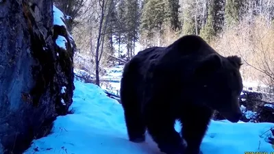 тянь-шанский бурый медведь в Казахстане, фото - Новости Zakon.kz от 21.04.2026 09:37