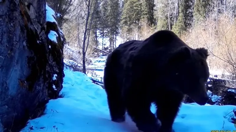 Редкое чудо природы: тянь-шаньский медведь проснулся раньше и попал на видео в Алматинской области