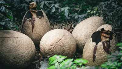 Яйца, птенцы, скорлупа, фото - Новости Zakon.kz от 22.04.2026 07:30