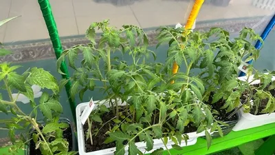 Детсад, Шымкент, овощи, ягоды, зелень, фото - Новости Zakon.kz от 23.04.2026 09:53