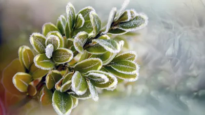 растение, заморозки, фото - Новости Zakon.kz от 23.04.2026 17:53