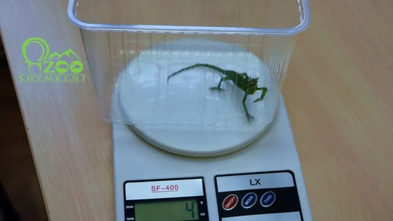 Рождение, которого ждали полгода: в зоопарке Шымкента вылупились редкие малыши