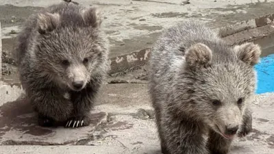 медвежата, фото - Новости Zakon.kz от 24.04.2026 17:05