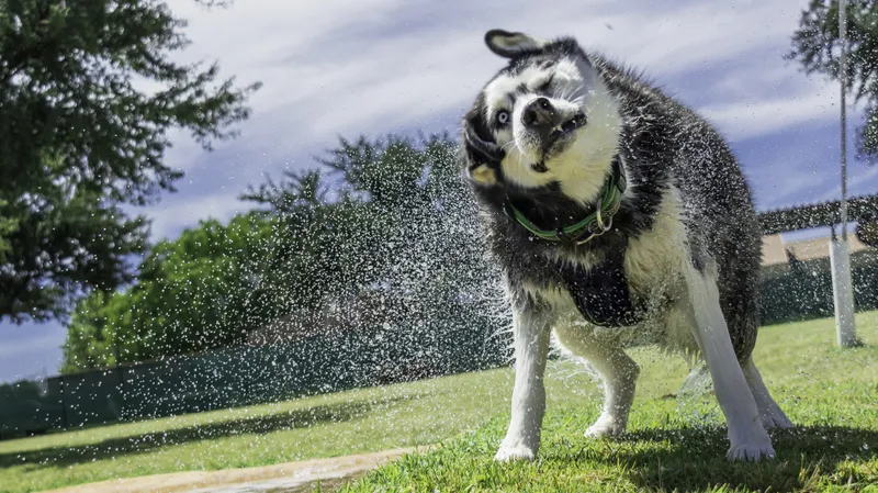 "Мой герой": Казнет взорвался благодарностями за спасение хаски из воды прохожими